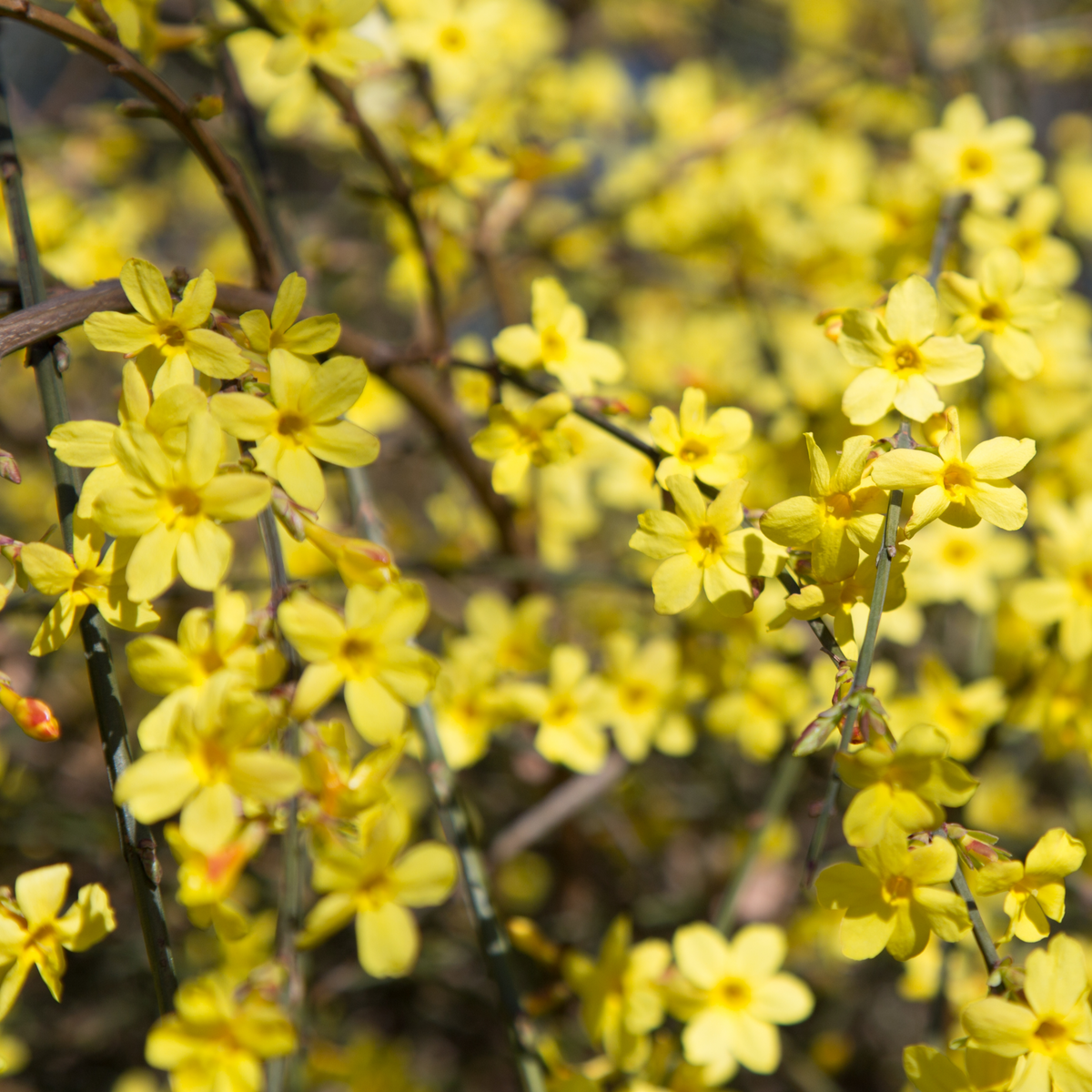 Close-up of bright yellow blooms of Winter Jasmine (Jasminum nudiflorum) on slender brown stems. More flowers fill the background, showcasing this vigorous climber. Available in 2L / 4L pots.