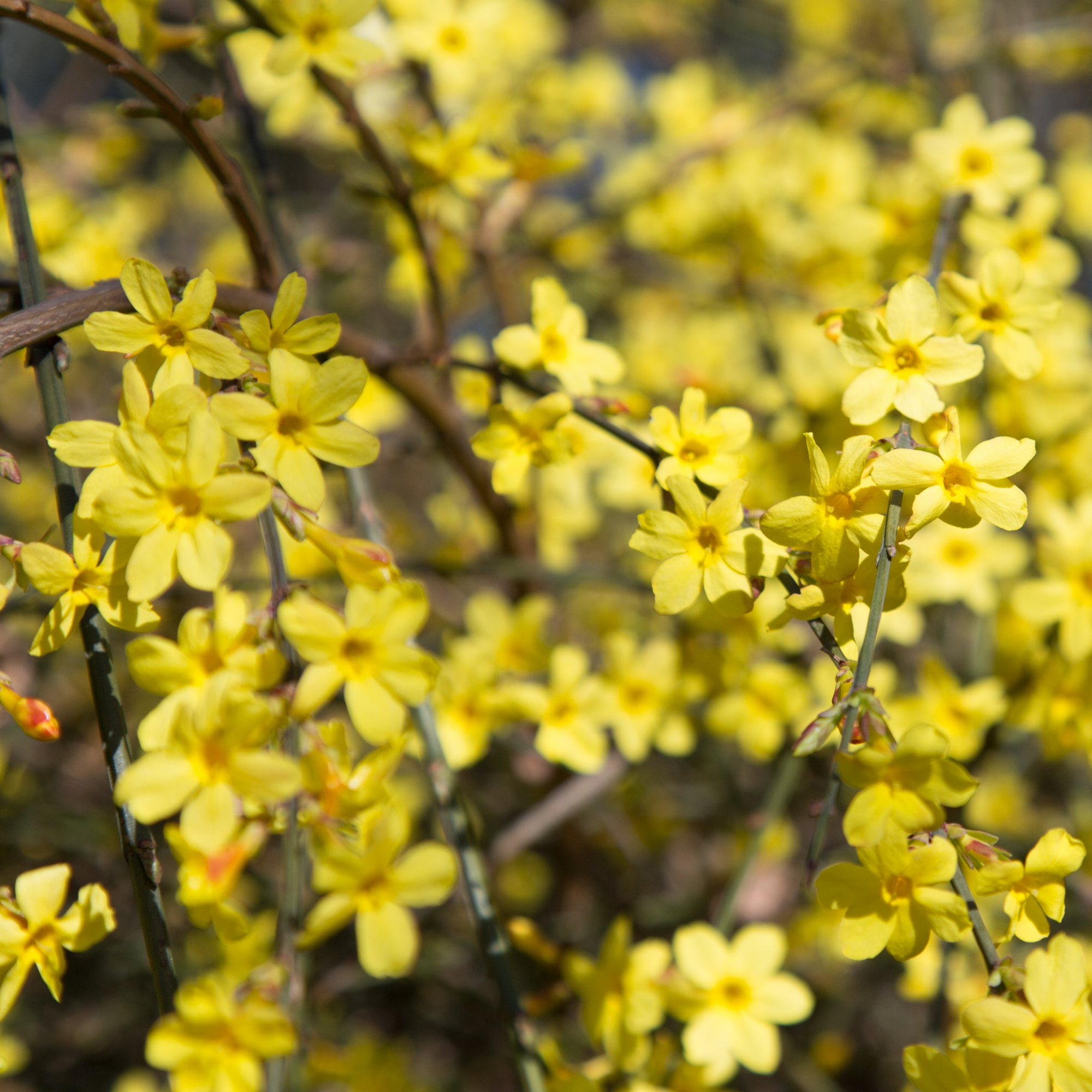 Winter Jasmine | Jasminum nudiflorum | Yellow (60cm)