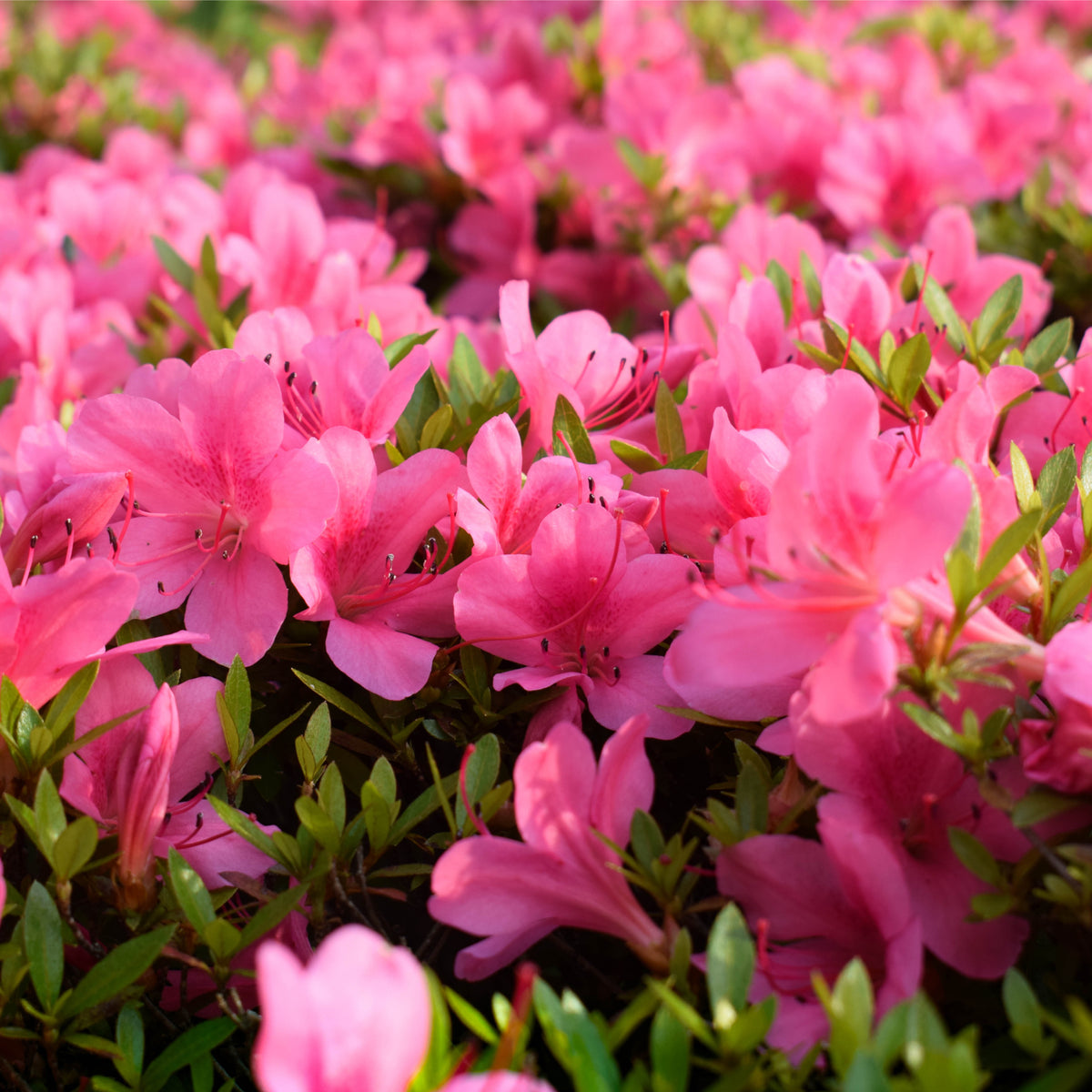 Azalea &#39;Roza&#39; 2L