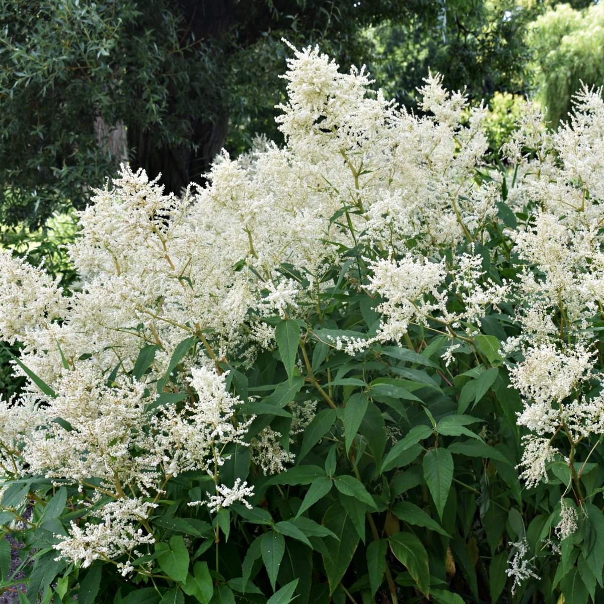 Astilbe  arendsii White 2L