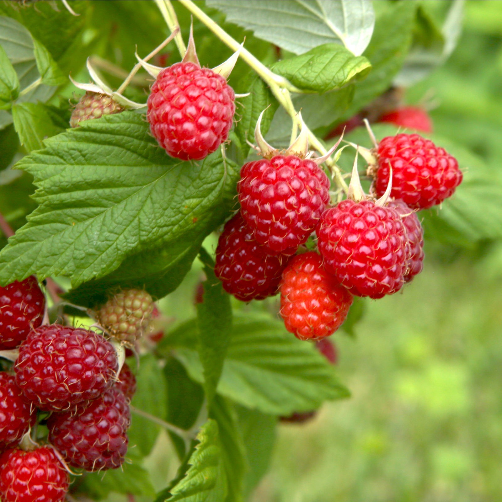 Clusters of ripe red berries on Raspberry 'Malling Promise' 1L hang from leafy stems, suggesting high yields, with some unripe fruit and blurred greenery in the background.