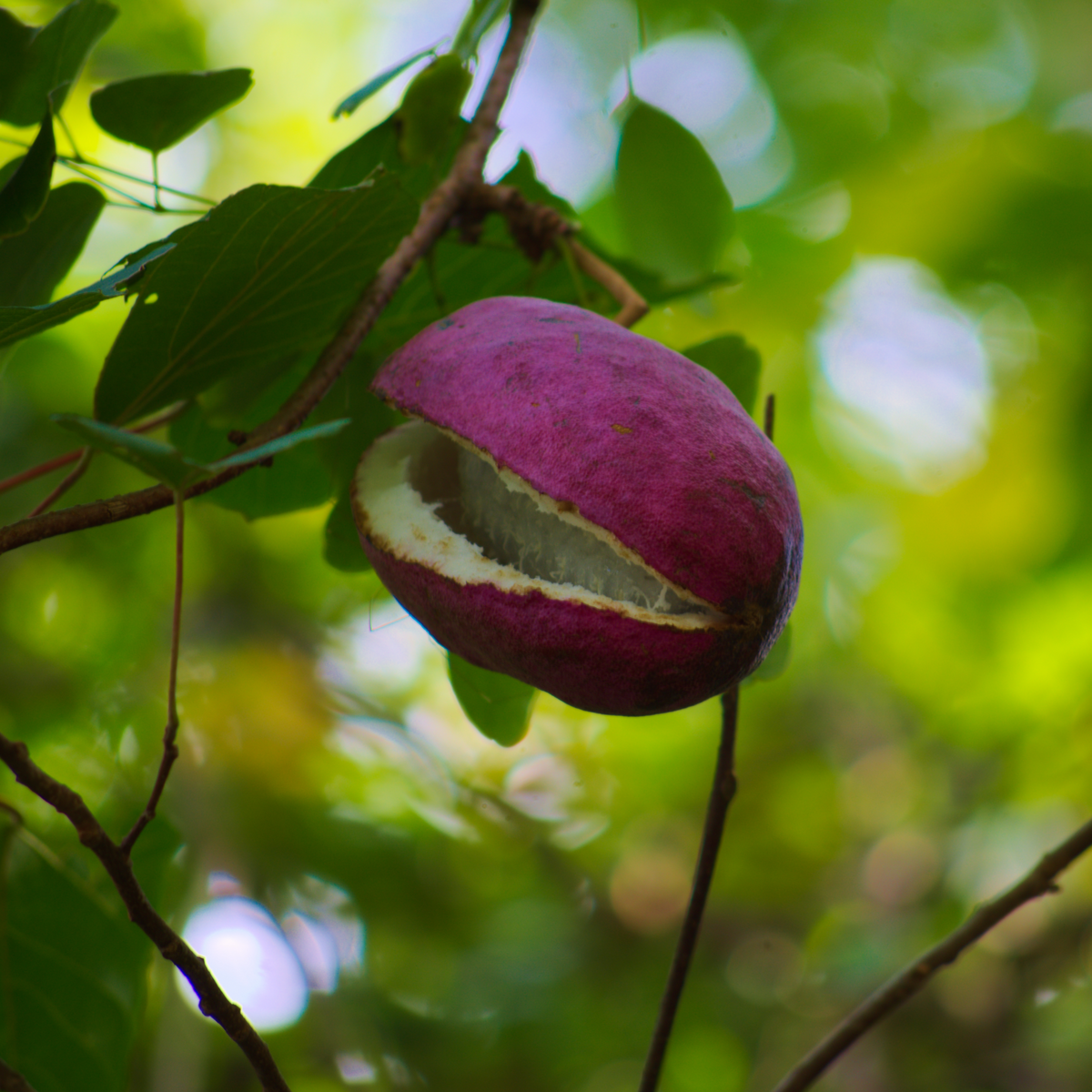 Akebia Quinata | Chocolate Vine | 60cm
