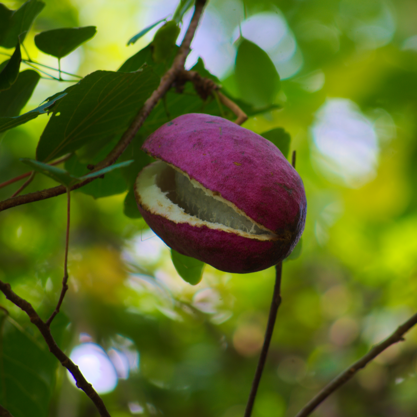 Akebia Quinata | Chocolate Vine | 60cm
