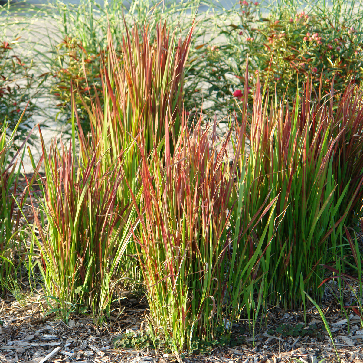 Imperata cylindrica Red Baron (Japanese Blood Grass) 9cm/2L/3L/7.5L