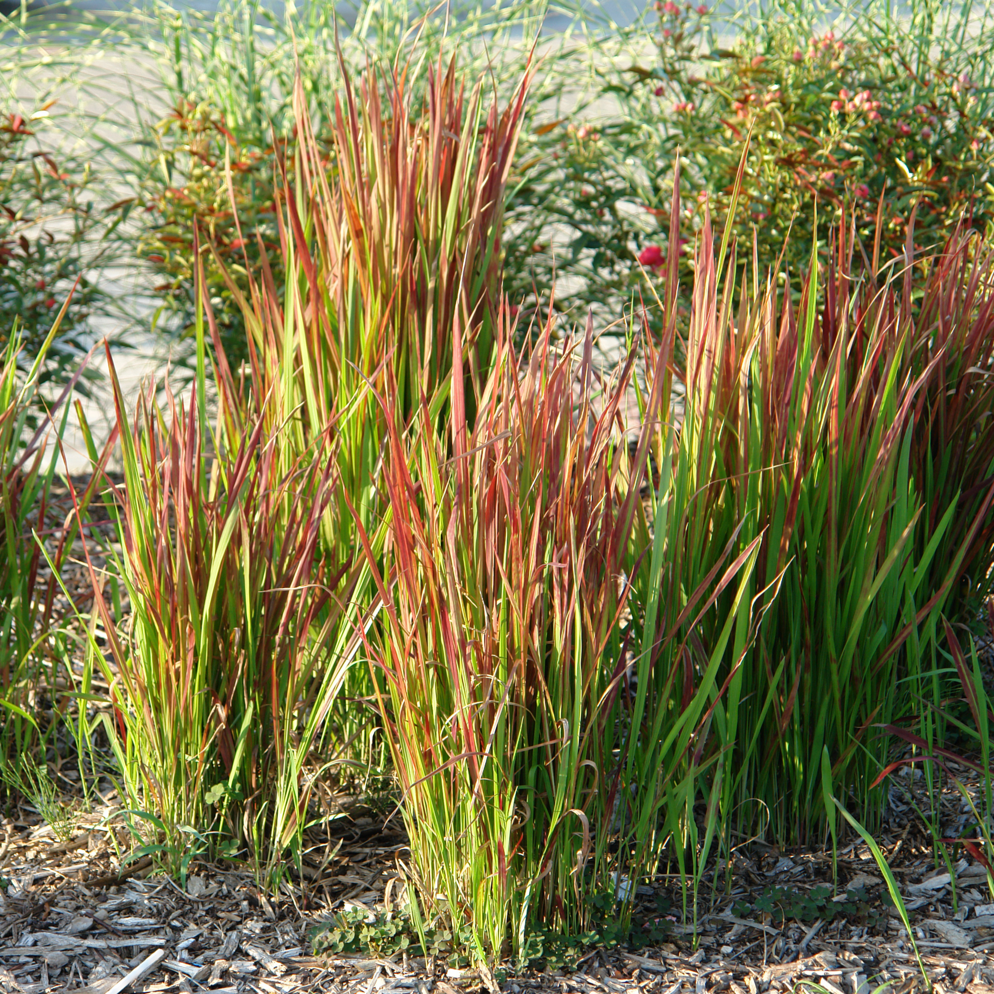 Imperata cylindrica Red Baron - Japanese Blood Grass