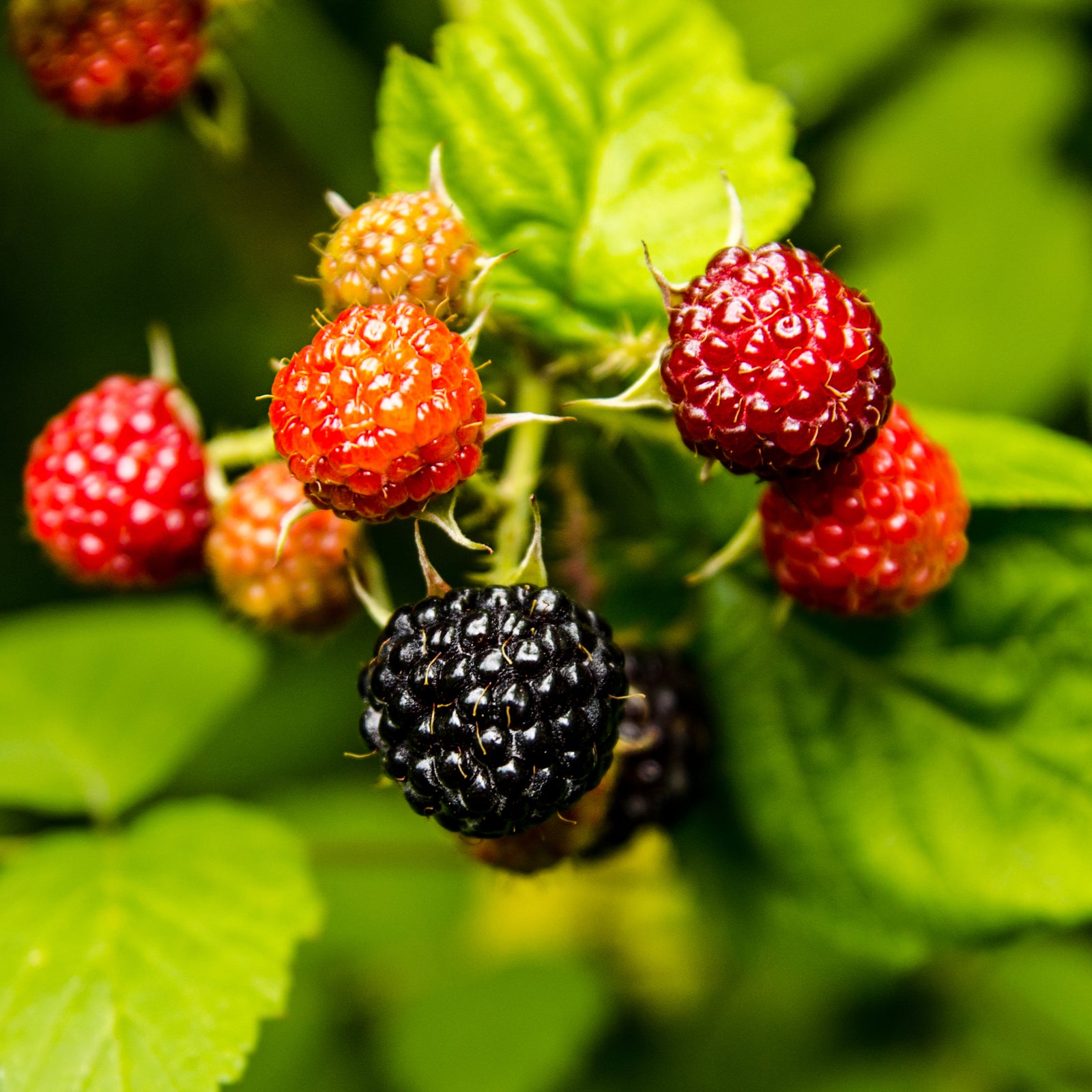 Close-up of Raspberry 'Black Jewel' 1L shrub, displaying clusters of berries in different stages—from red and unripe to fully ripe black—set against lush green leaves.