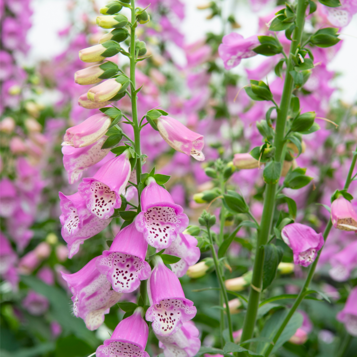 Digitalis &#39;Pink Panther&#39; Foxglove (Two Sizes Available)