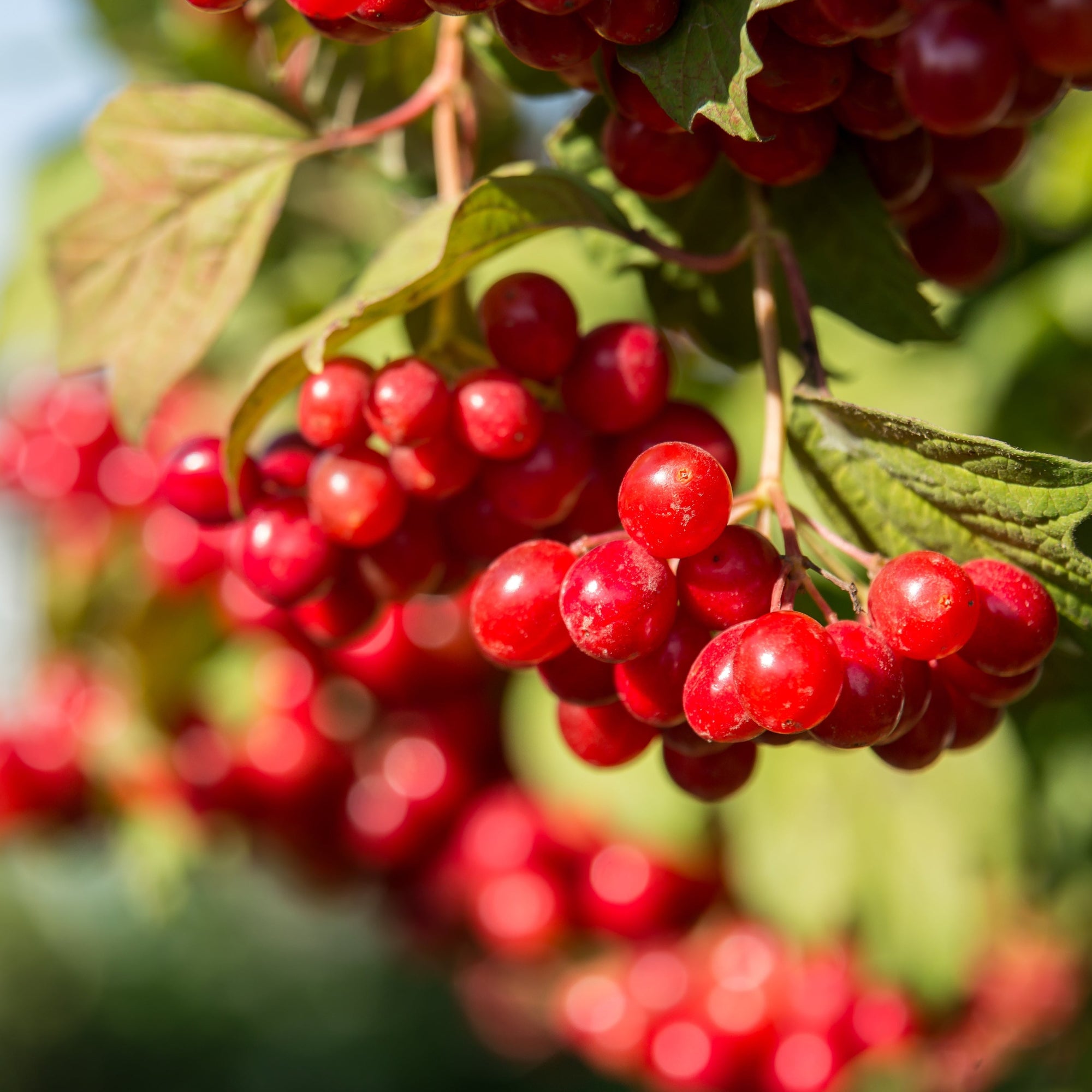 Cranberry 'Early Black'