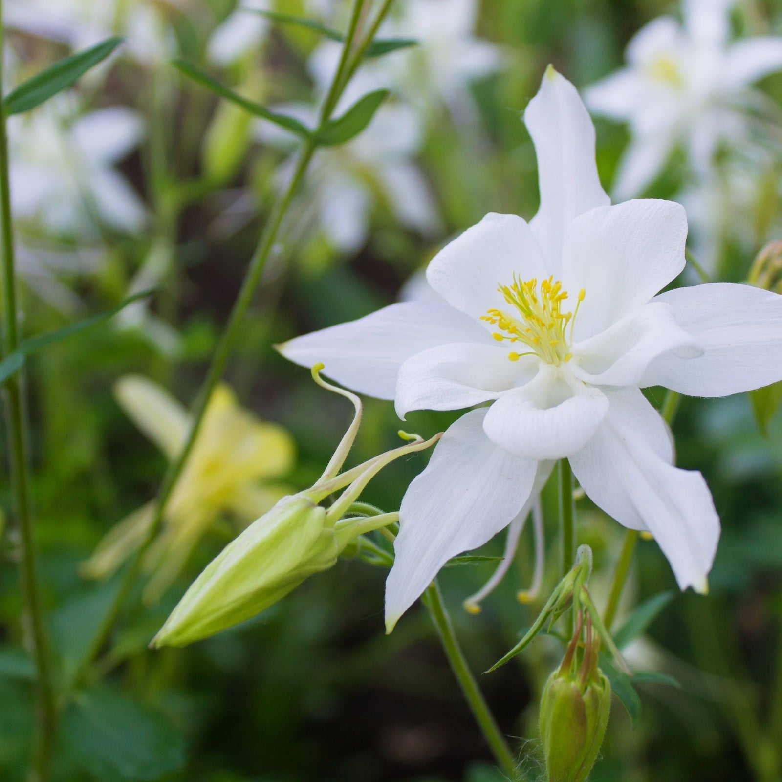 Close-up of Aquilegia 'Spring Magic White' 9cm, showing white flowers with yellow stamens against a blurred green background. This shade-tolerant perennial features delicate clustered petals, ideal for brightening spring gardens.