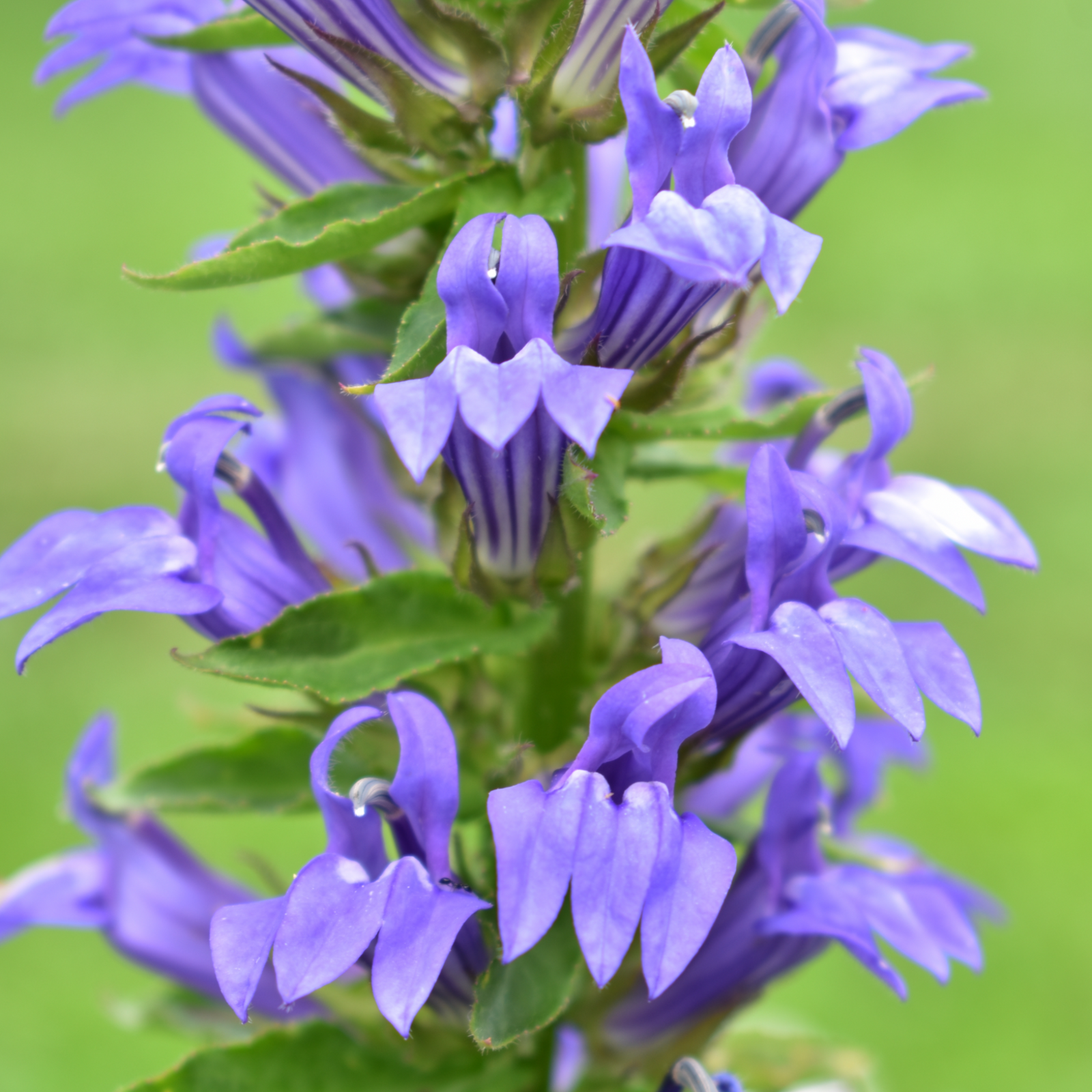 Close-up of Lobelia × speciosa 'Fan Blue' 1.5L, showing tall spikes with clusters of vibrant blue flowers and pointed petals above dark green leaves, set against a soft green background.