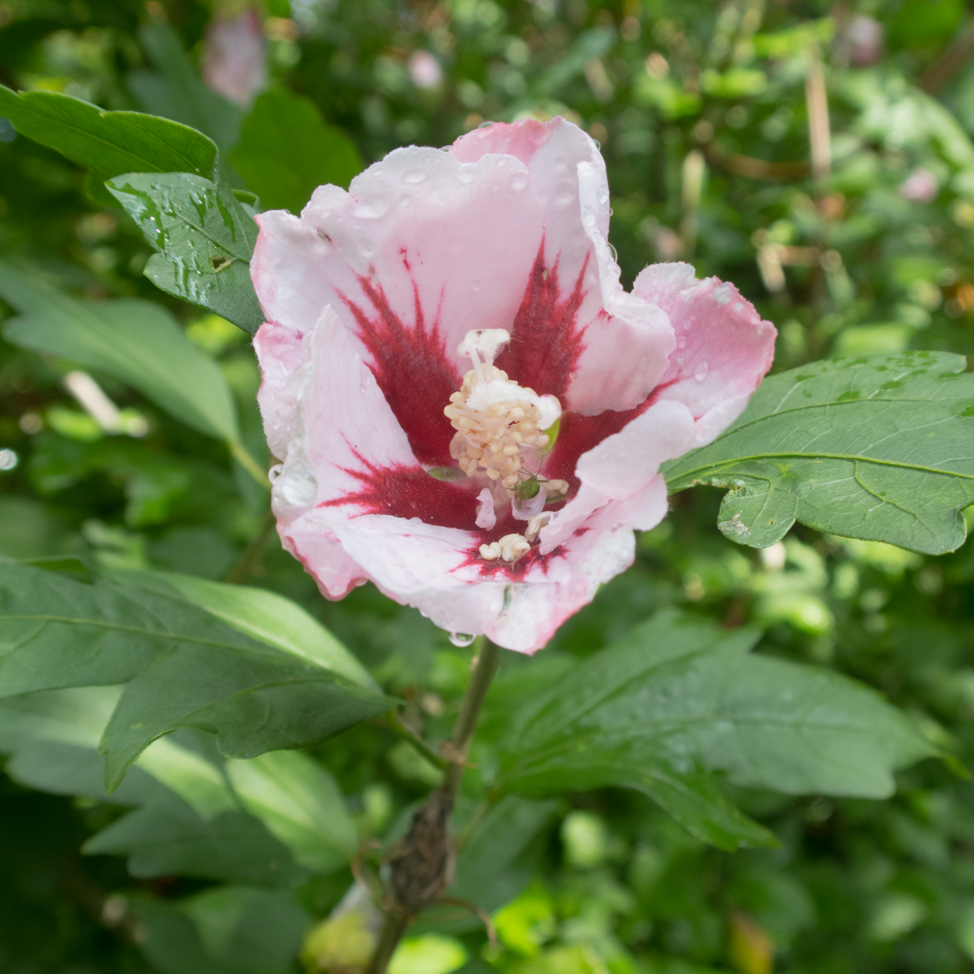 Hibiscus Syriacus 'Hamabo' - White