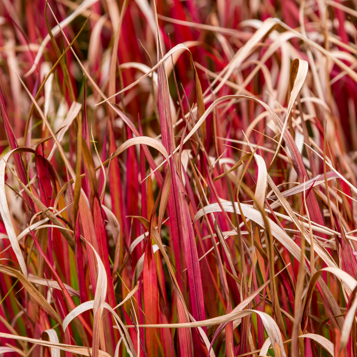 Uncinia &#39;Rubra&#39; Ornamental Grass 3L