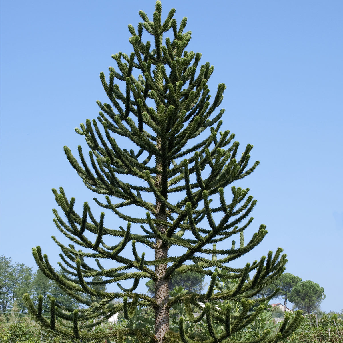 The Araucaria Araucana | Monkey Puzzle Tree stands tall with spiky, layered branches against a blue sky, surrounded by lush greenery and distant trees.