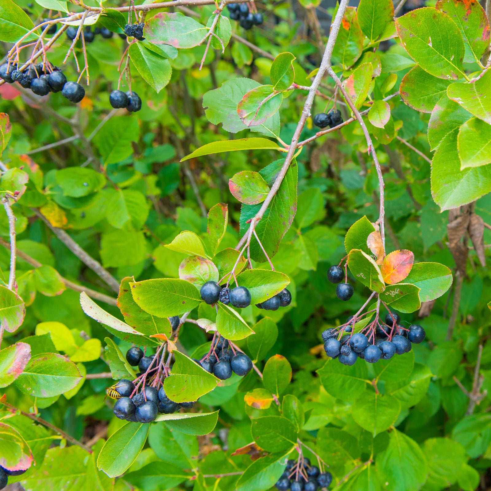 Clusters of small, dark purple fruits hang from the branches of Chokeberry Aronia arbutifolia 'Viking' 1L, with green, oval leaves—some tinged red. In spring, fragrant white flowers appear among the dense foliage.