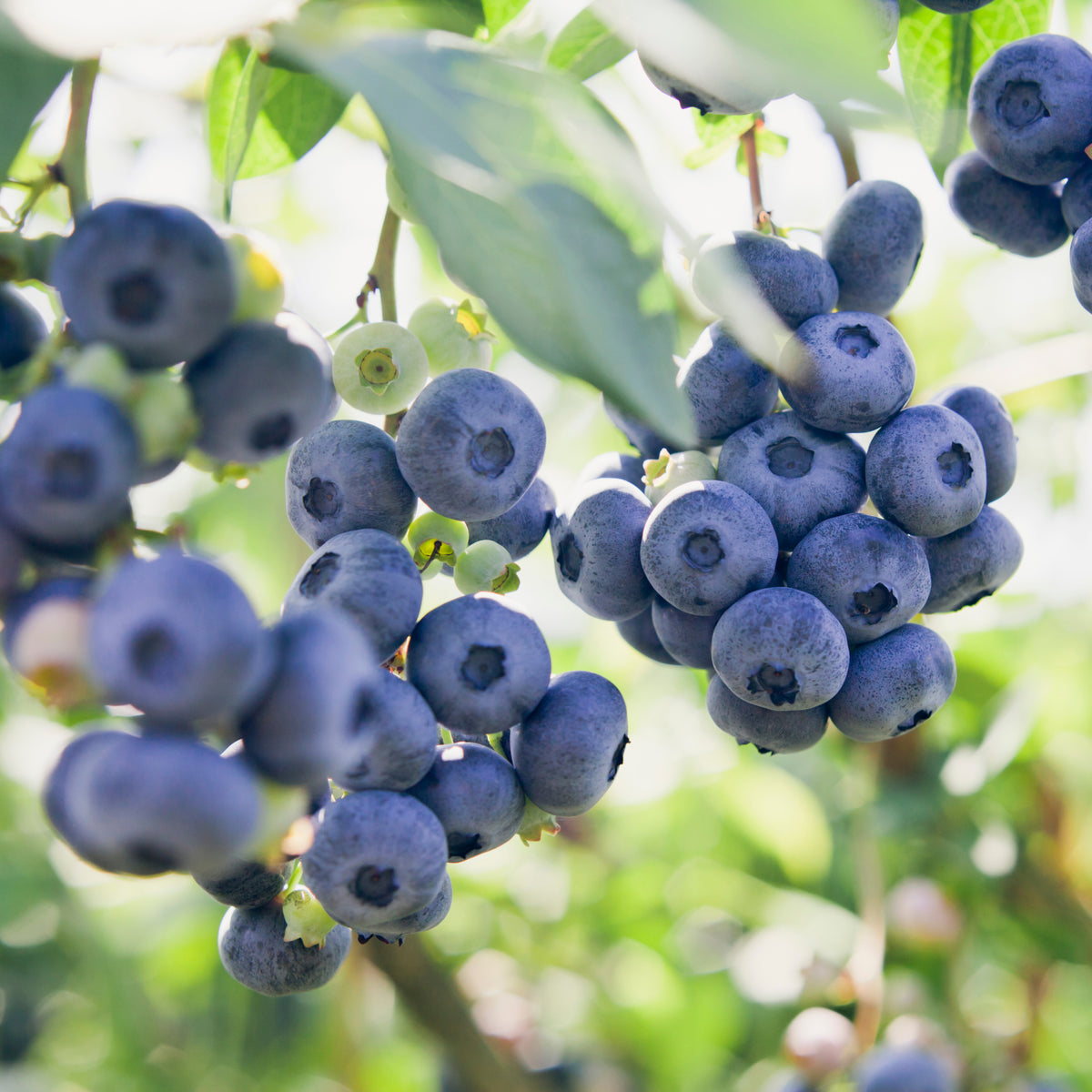 Close-up of ripe, rich fruits on Blueberry &#39;Bluecrop&#39; 2L—a fresh, vibrant mid-season variety—hanging among green leaves in bright sunlight.