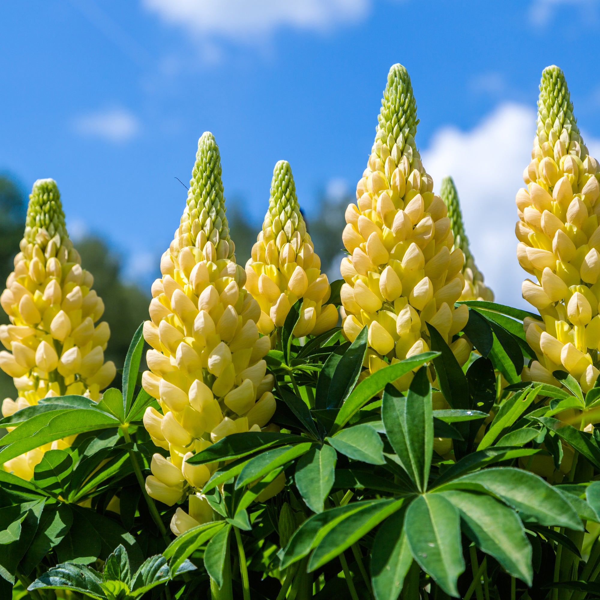 Lupin 'Gallery Yellow' 9cm / 1.5L / 3L