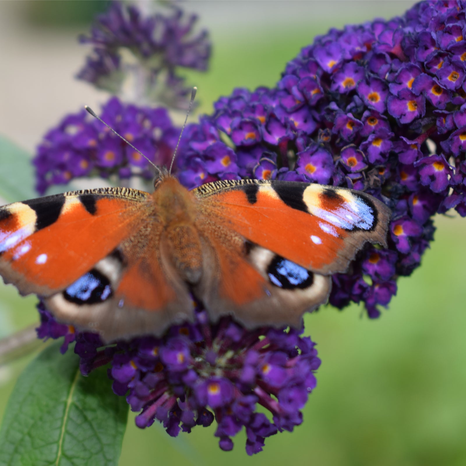 A butterfly with orange, black, and blue eye spots rests on the vibrant purple flowers of Buddleja davidii 'Black Knight' (1L / 2L), set against green leaves of the deciduous shrub.