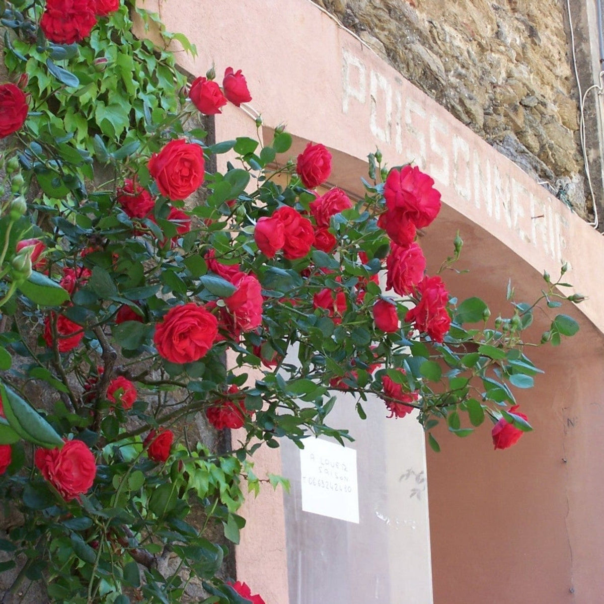 The Climbing Rose &#39;Crazy in Love&#39; - Red 2L, with its vibrant red blooms and lovely scent, grows beside a weathered pink wall with faded white text, creating a stunning display of greenery and flowers against the rustic building.