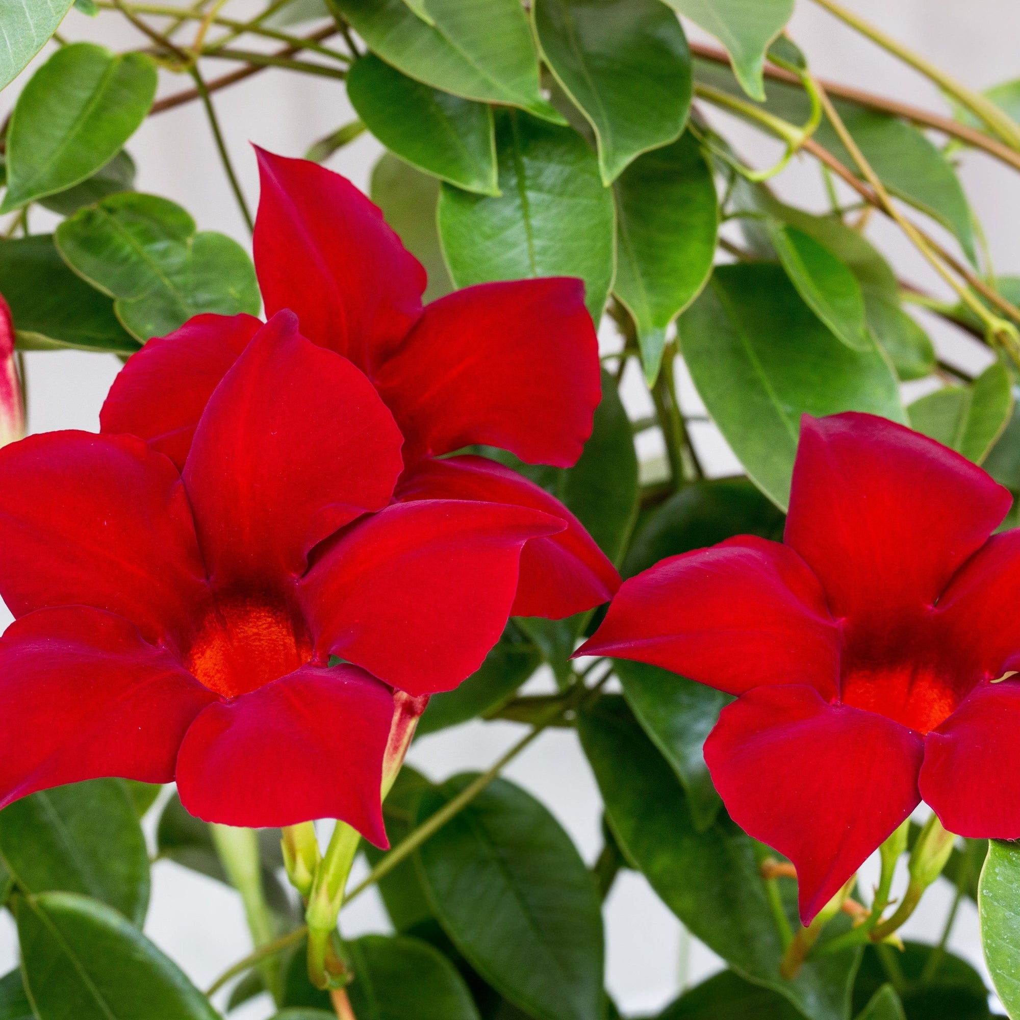 Mandevilla sanderi - Red - On frame