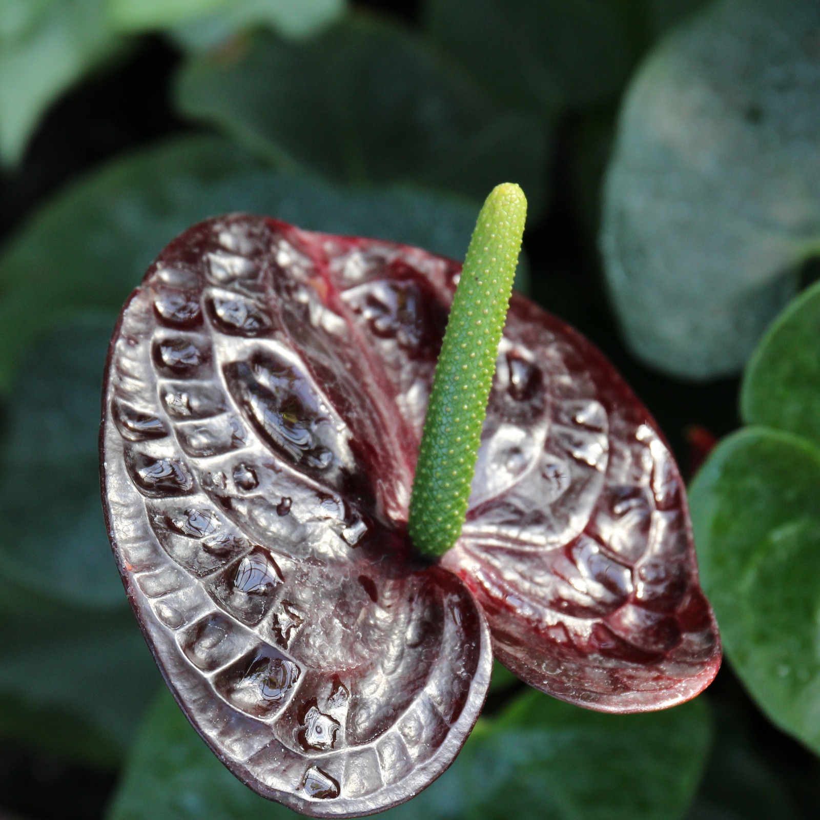 A close-up of the Anthurium ‘Black Queen’ (40-45cm), a striking houseplant with dark maroon, glossy red flowers, waxy petals sprinkled with water droplets, and a vivid green spadix, set against softly blurred green foliage.