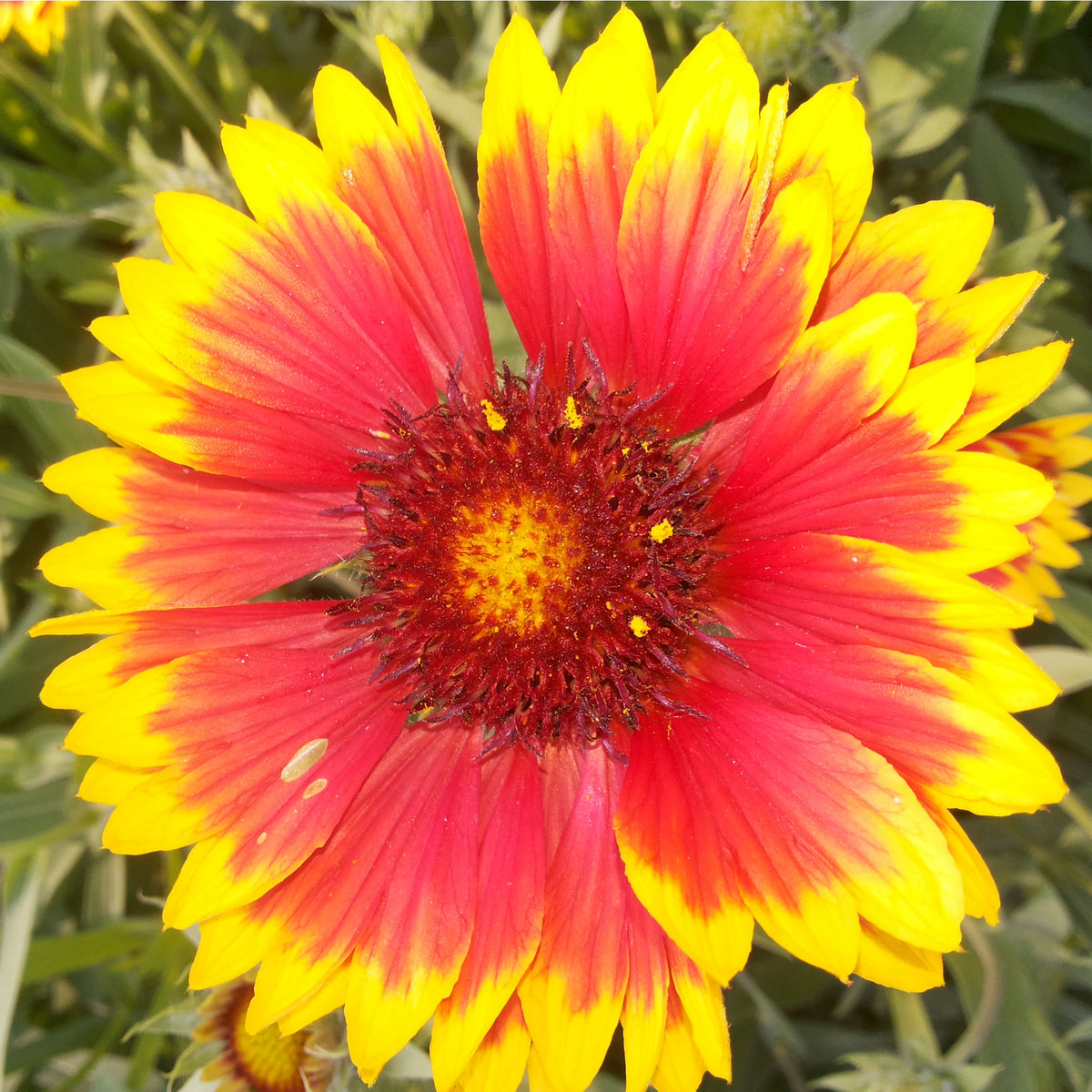 A close-up of the Gaillardia - Copper Sun (Blanket Flower) 2L, highlighting vibrant red petals with yellow tips, a striking red and yellow center, and softly blurred green leaves in the background.