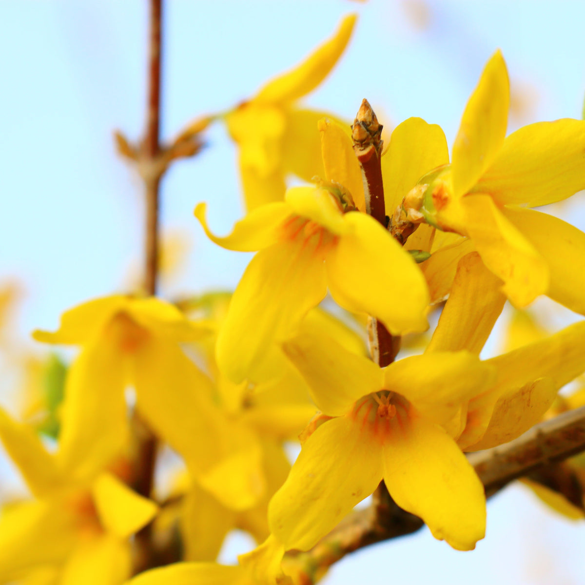 Forsythia x intermedia &#39;Minigold&#39; 1L/2L
