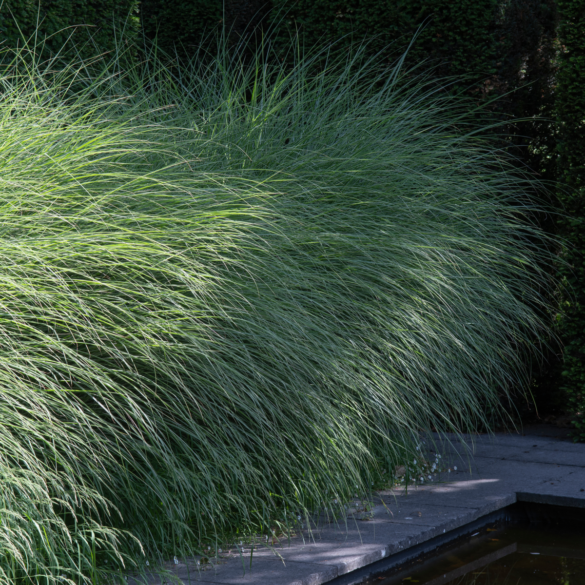 Miscanthus sinensis Morning Light 2L / 10L, with its tall, dense clumps of fine green blades, lines the stone path by the water, with sunlight illuminating sections of its graceful ornamental foliage.