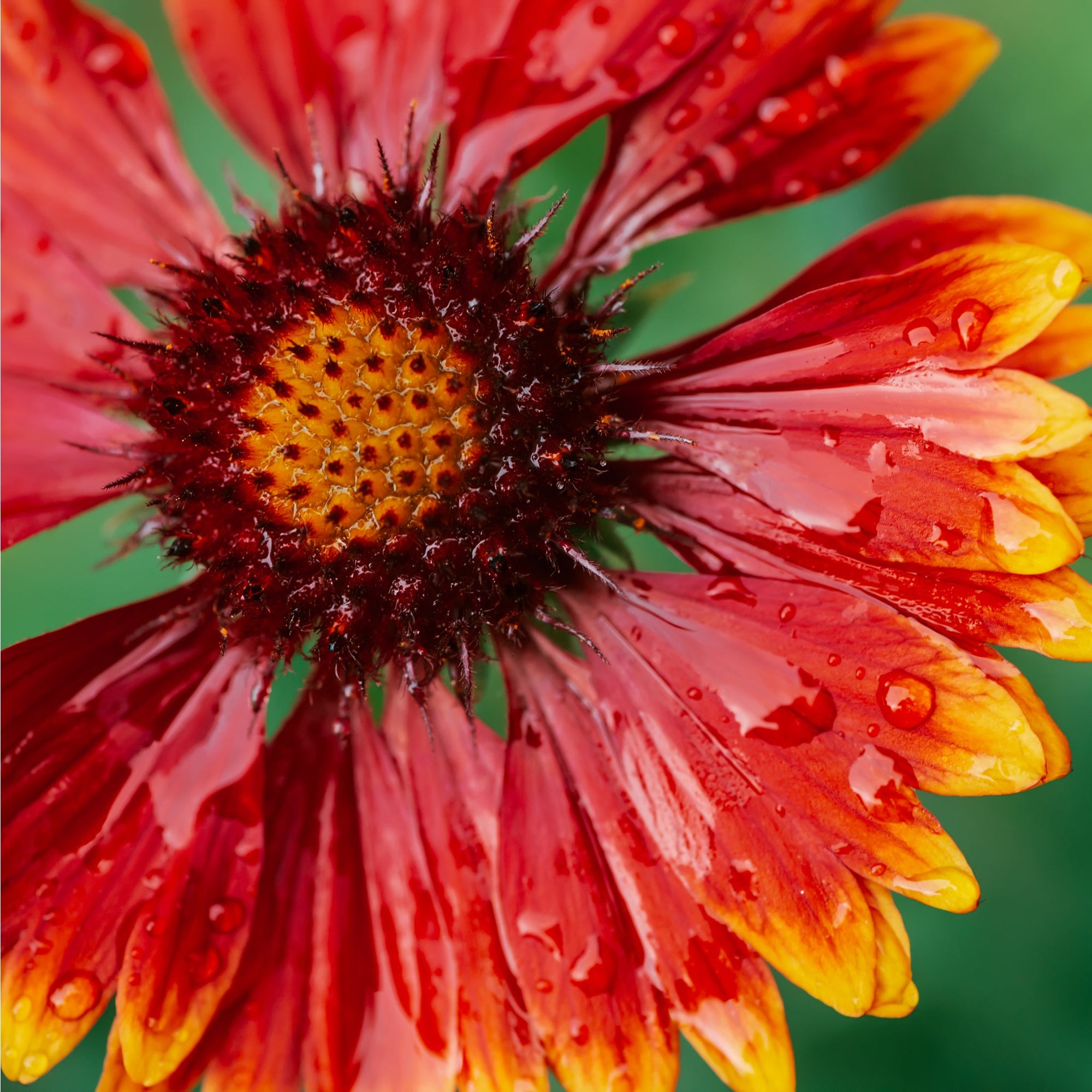 Gaillardia - Spintop Orange Halo Improved 2L