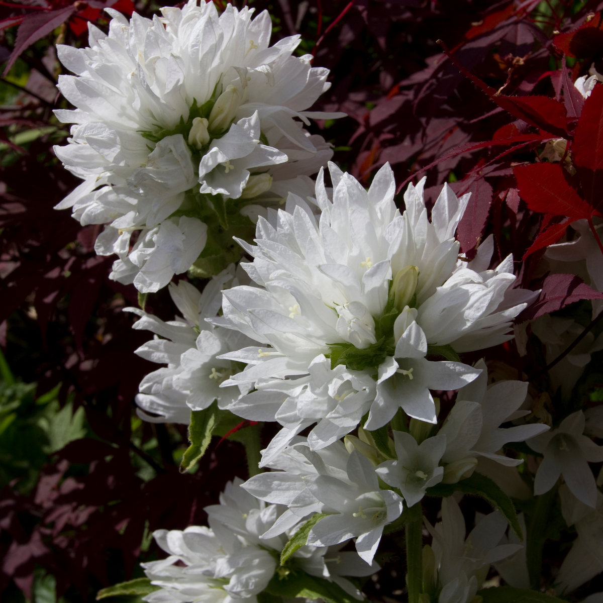 Clusters of large, fluffy white Campanula glomerata &#39;Alba&#39; flowers bloom among deep red and green foliage. Sunlight highlights their delicate petals, making this 9cm/2L perennial a perfect pick for a charming cottage garden.