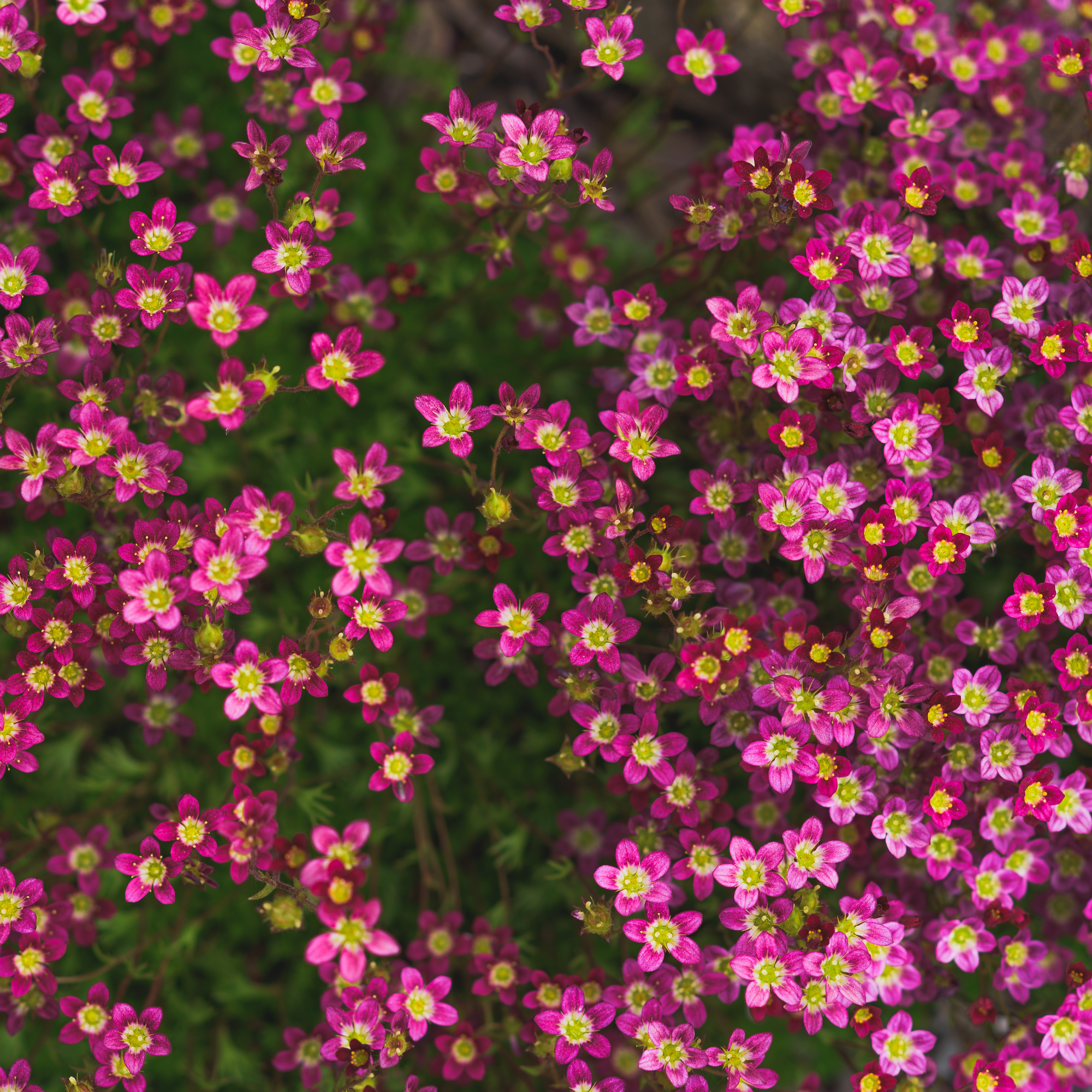 Geranium 'Orkney Cherry' 3L