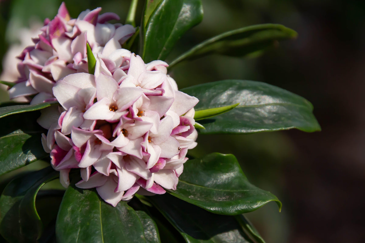 A close-up of Daphne Perfume Princess 2L highlights its fragrant, large pale pink and white blooms with purple edges, surrounded by glossy, dark green evergreen leaves, set against a softly blurred natural background.