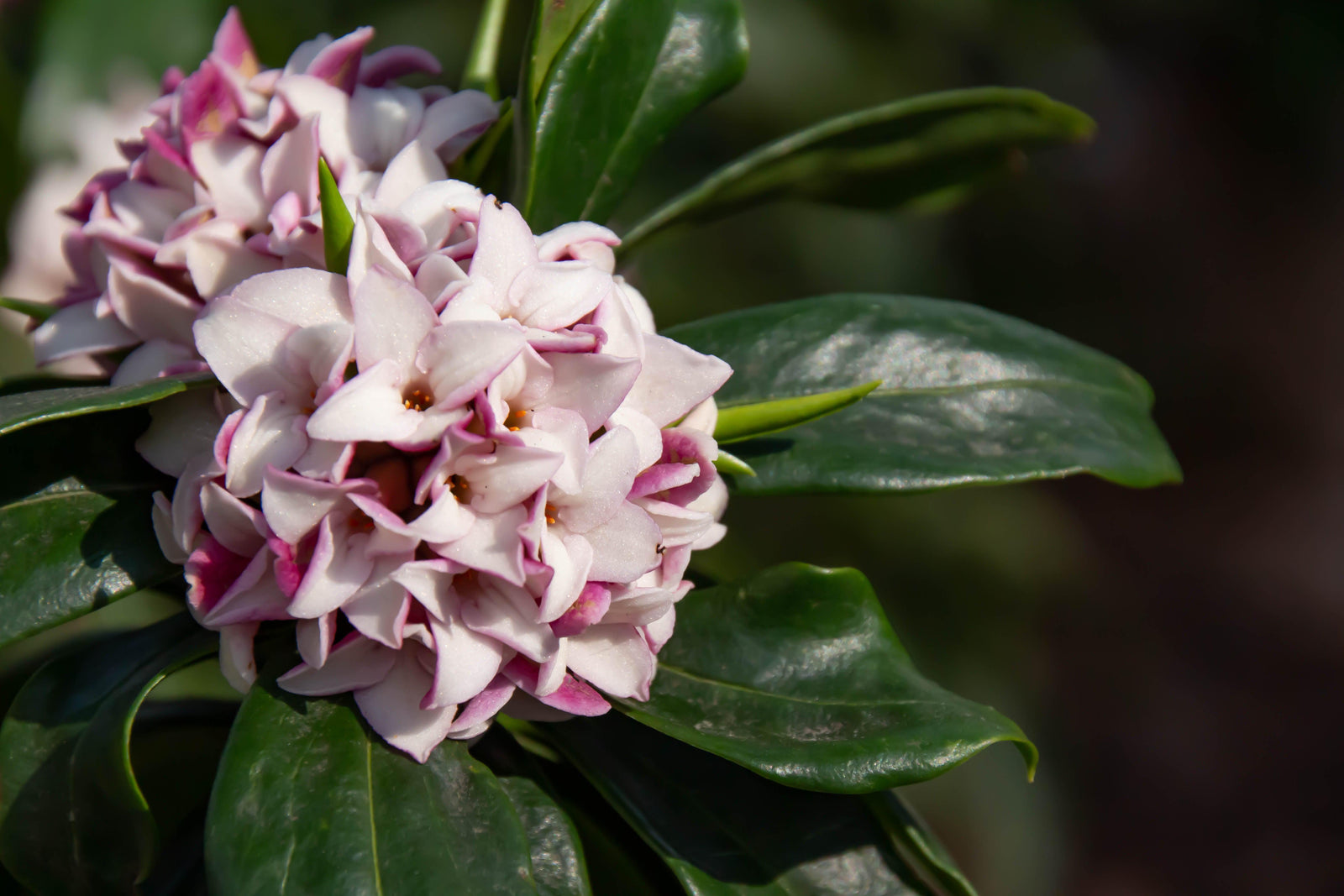 A close-up of Daphne Perfume Princess 2L highlights its fragrant, large pale pink and white blooms with purple edges, surrounded by glossy, dark green evergreen leaves, set against a softly blurred natural background.