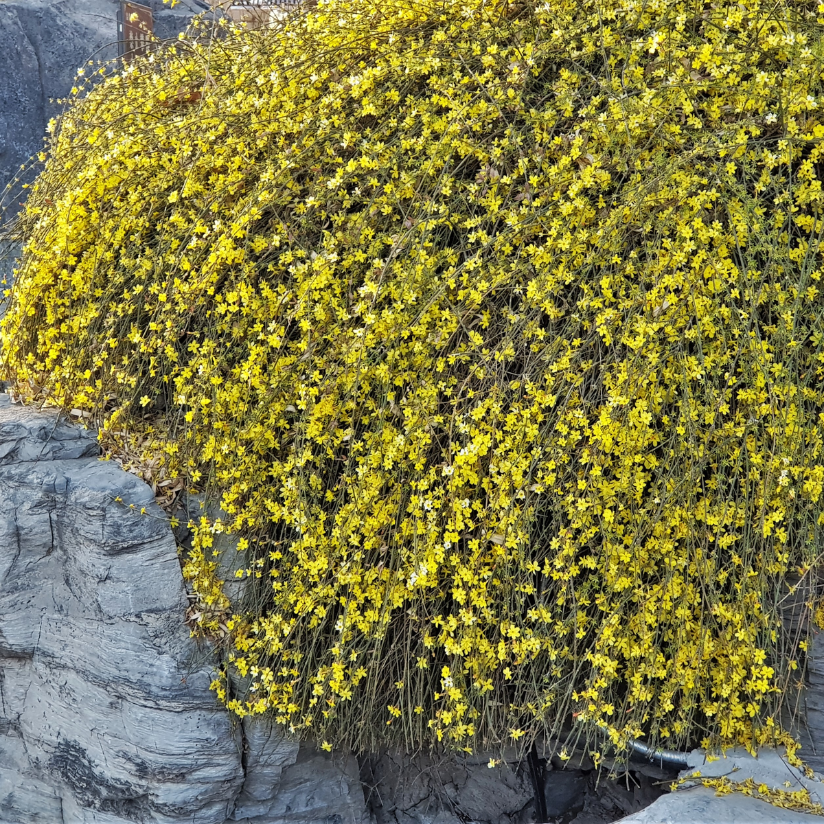 Winter Jasmine (Jasminum nudiflorum) produces a cascade of bright yellow flowers on green stems, covering rocky surfaces with vibrant blooms. Available in 2L or 4L pots.