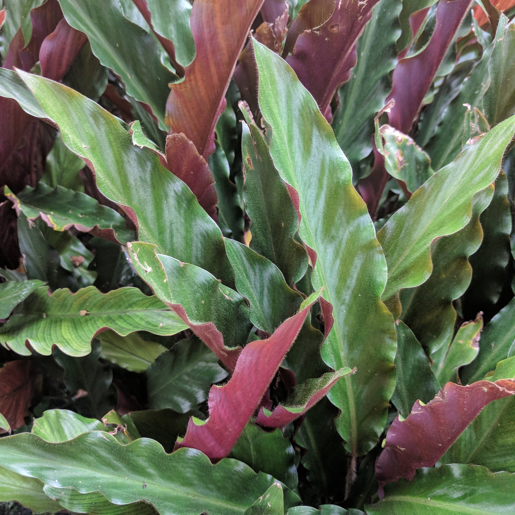 Calathea Tropistar