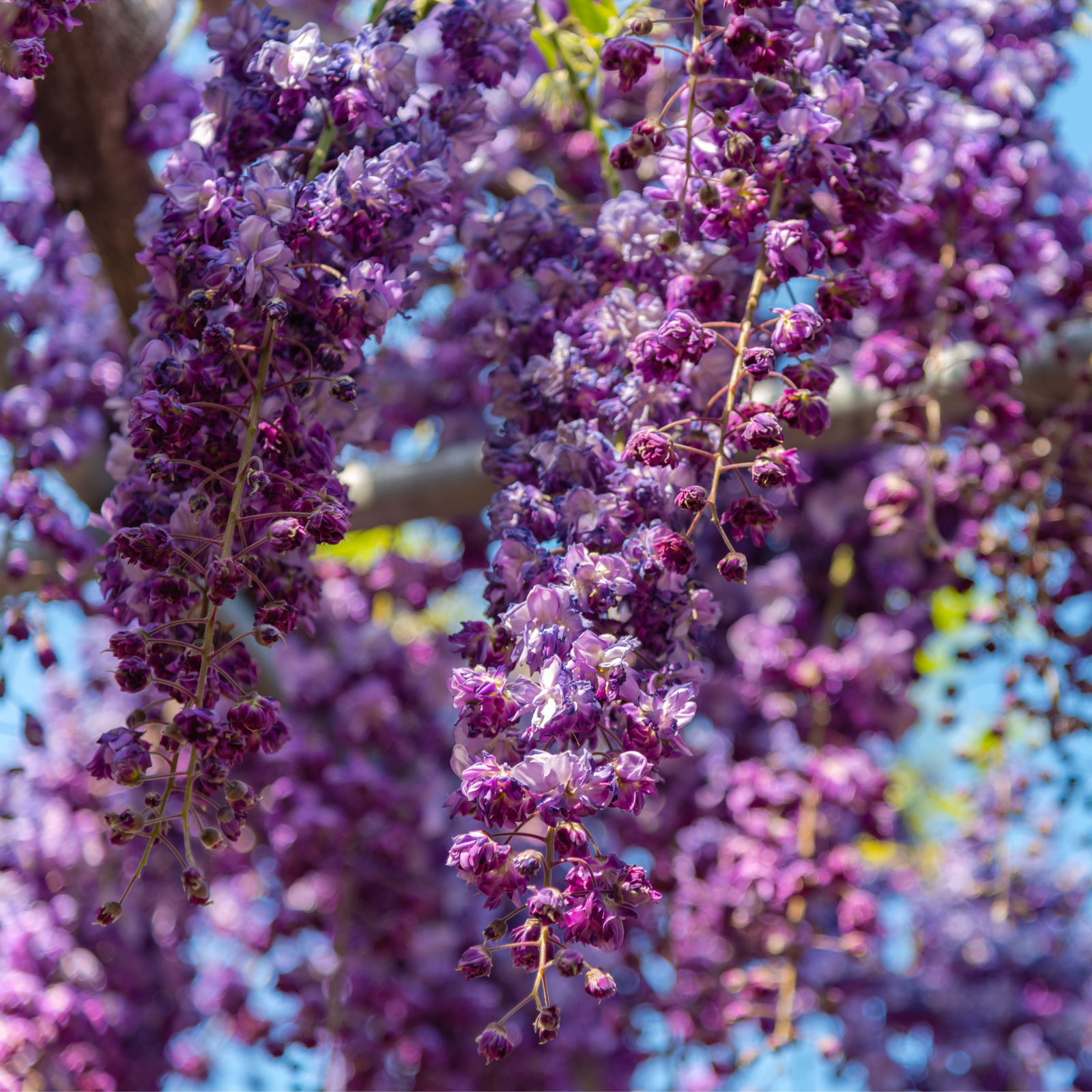 Wisteria floribunda 'Black Dragon' 70cm displays vibrant purple double blooms cascading from branches amidst lush green leaves, with sunlight filtering through the fragrant racemes.