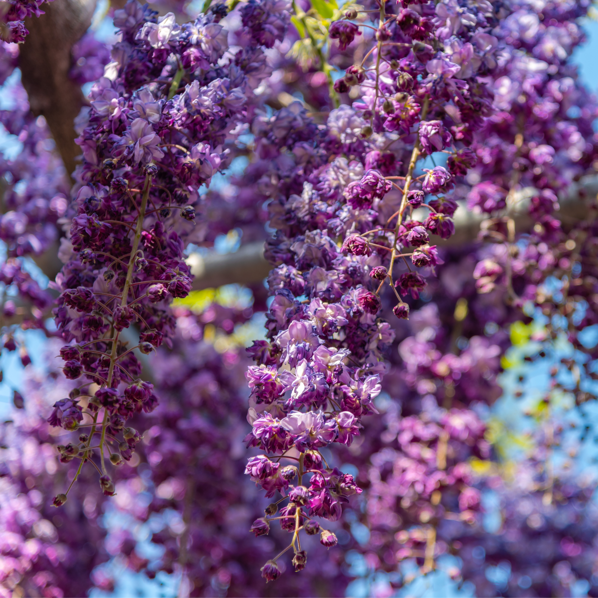 Wisteria floribunda 'Black Dragon' 70cm