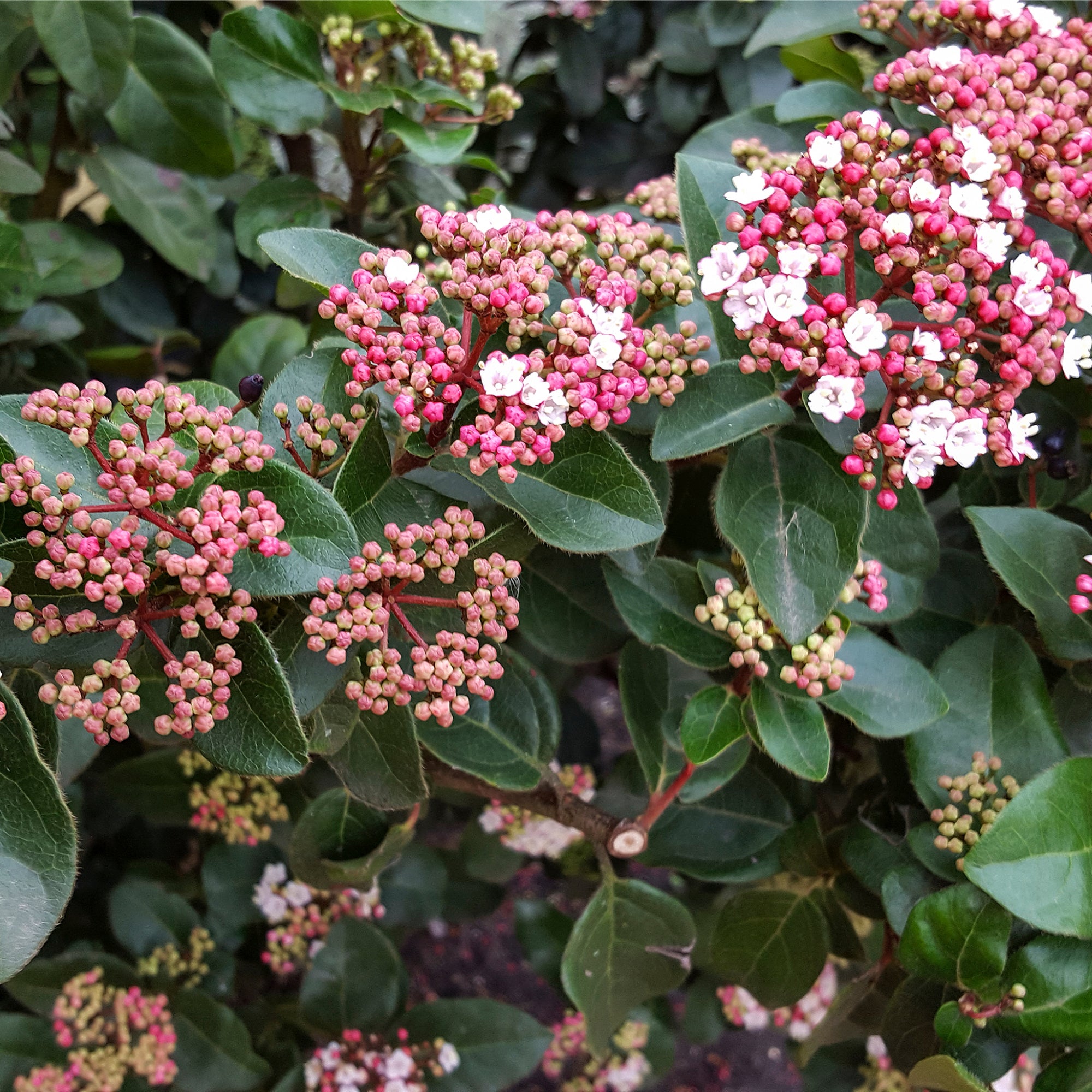 Viburnum tinus Eve Price 1L