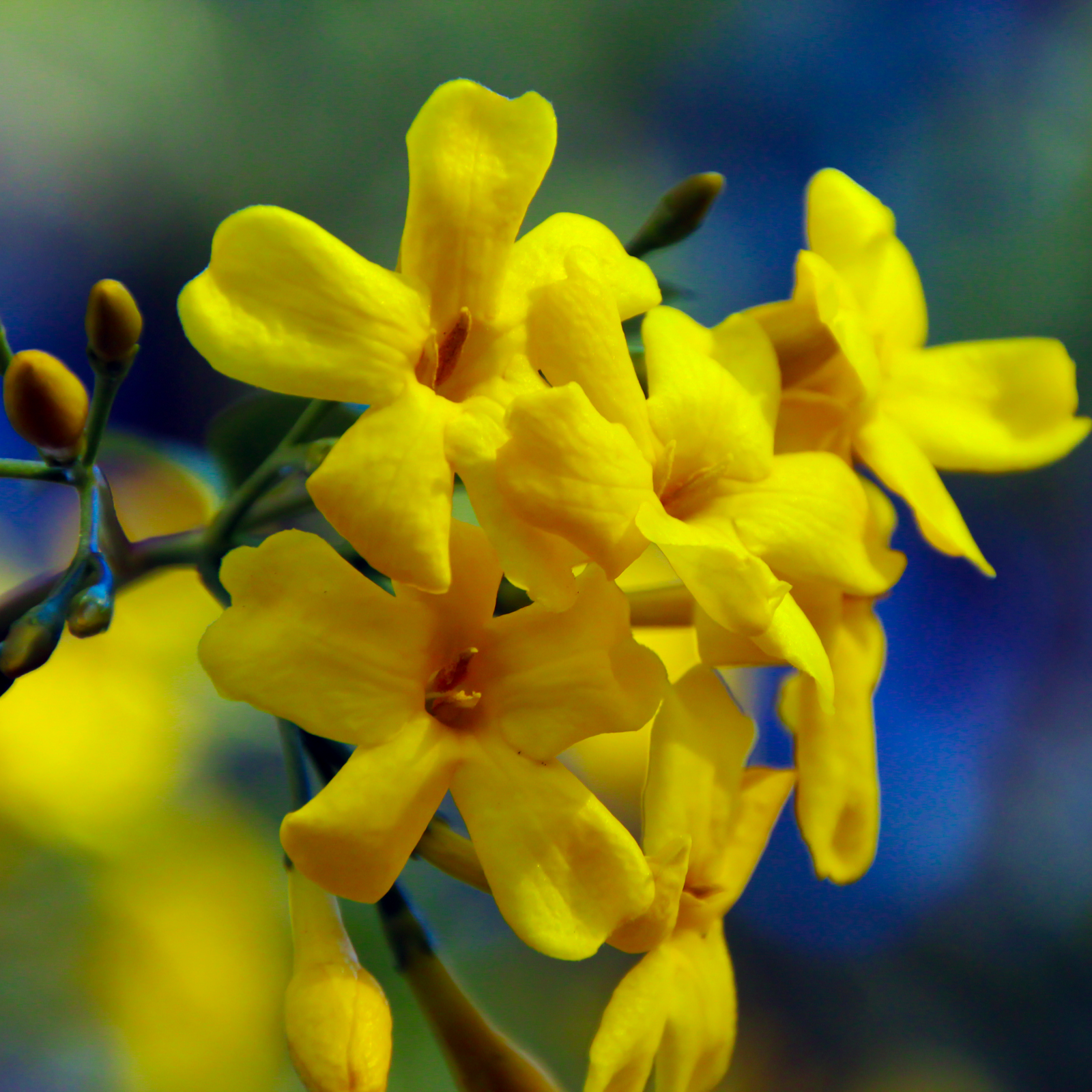 Close-up of bright yellow blooms of Winter Jasmine (Jasminum nudiflorum) on slender brown stems. More flowers fill the background, showcasing this vigorous climber. Available in 2L / 4L pots.