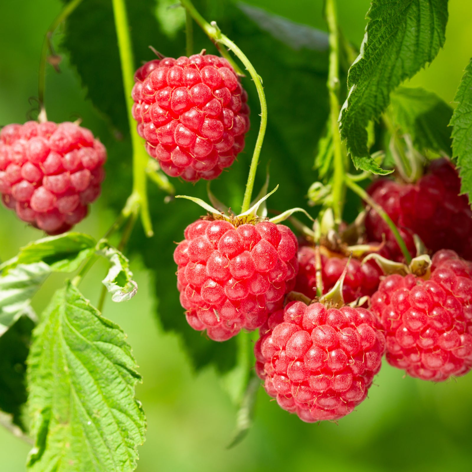 Close-up of large, juicy Raspberry 'Meeker' 1L fruits hanging on a bush with green leaves in bright sunlight, rich in vitamins and antioxidants.