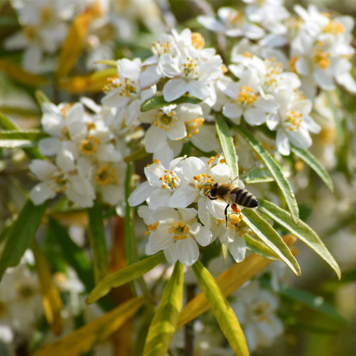 A bee gathers nectar from fragrant white flowers with yellow centers on a Choisya x dewitteana &#39;Aztec Pearl&#39; 9cm / 2L shrub, its green and yellowish leaves glowing in bright sunlight.