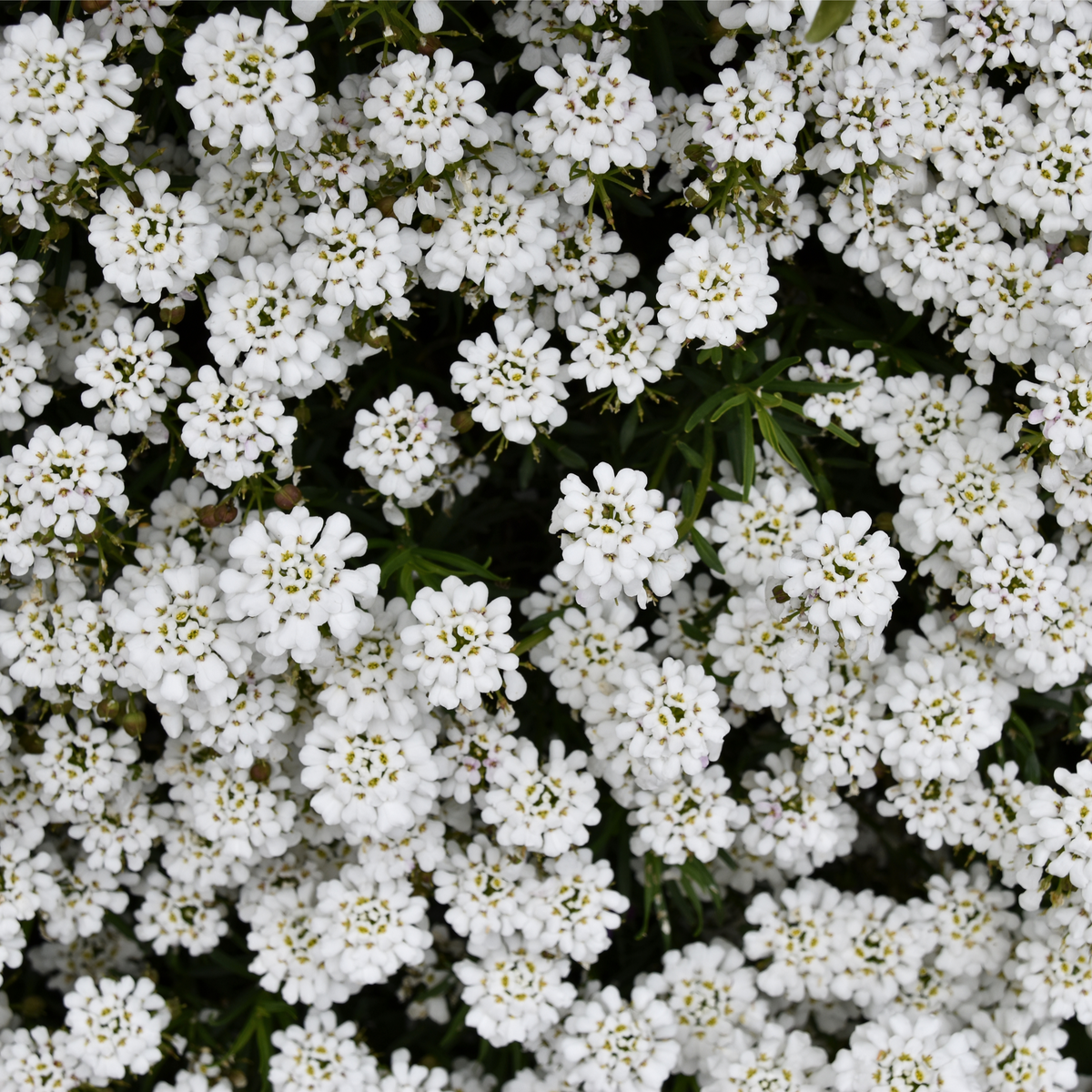 Iberis sempervirens &#39;Candytuft&#39; (Evergreen Candytuft) 1.5L