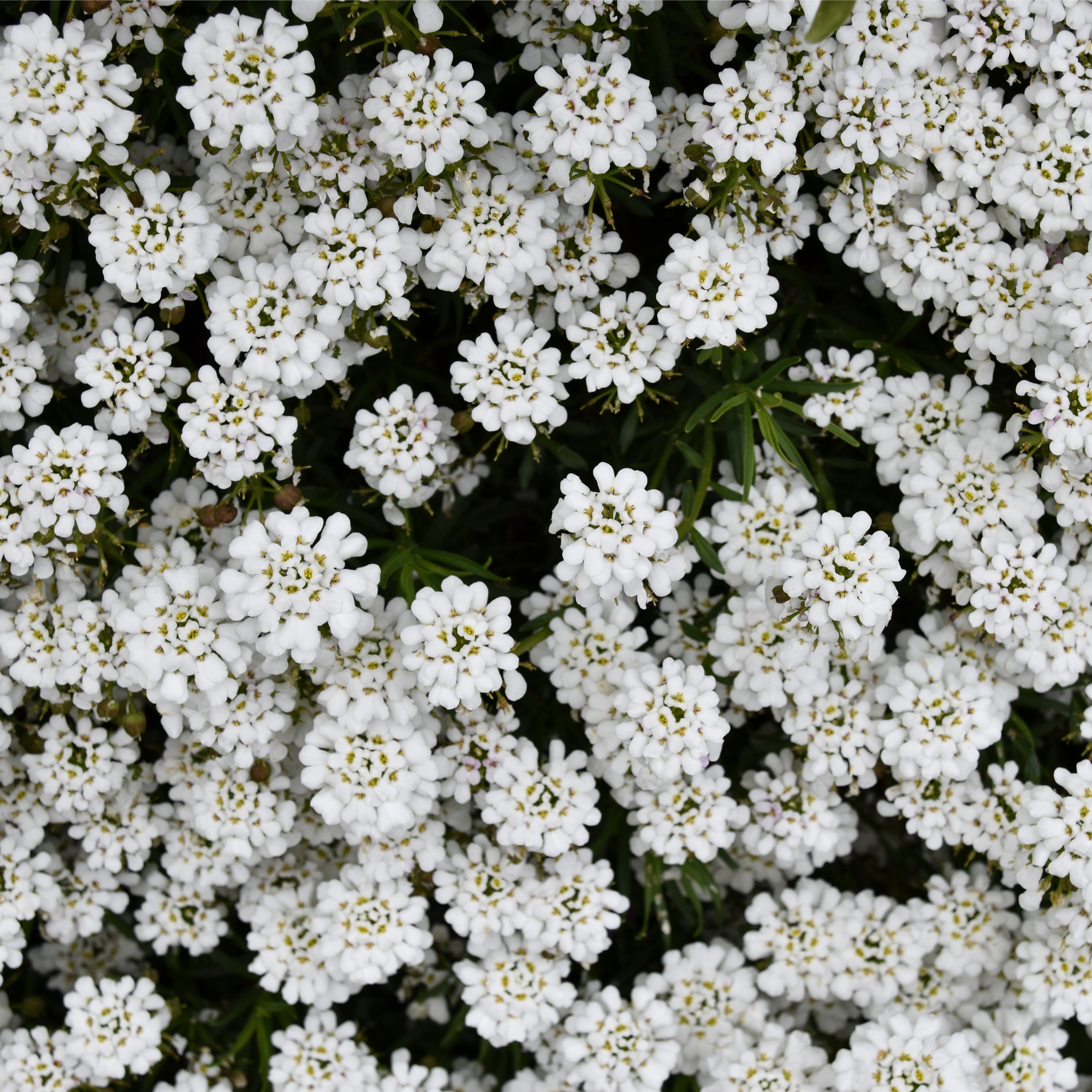 Iberis sempervirens 'Candytuft' (Evergreen Candytuft) 1.5L