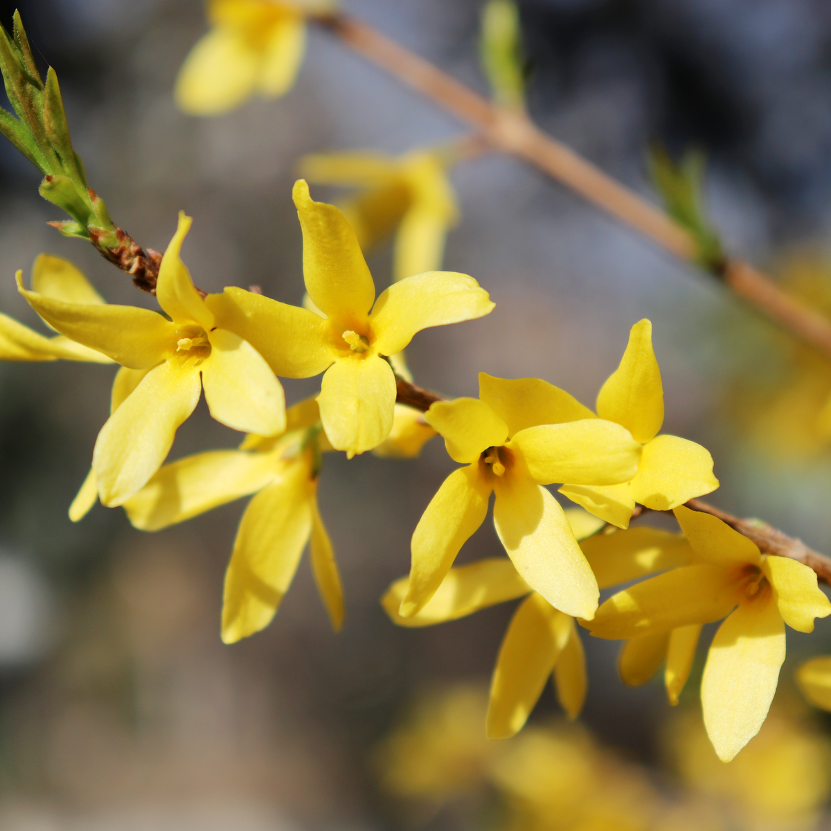 A close-up of Forsythia x intermedia Spectabilis 3L shows its compact branches adorned with bright yellow, star-shaped blooms against a softly blurred, natural background.
