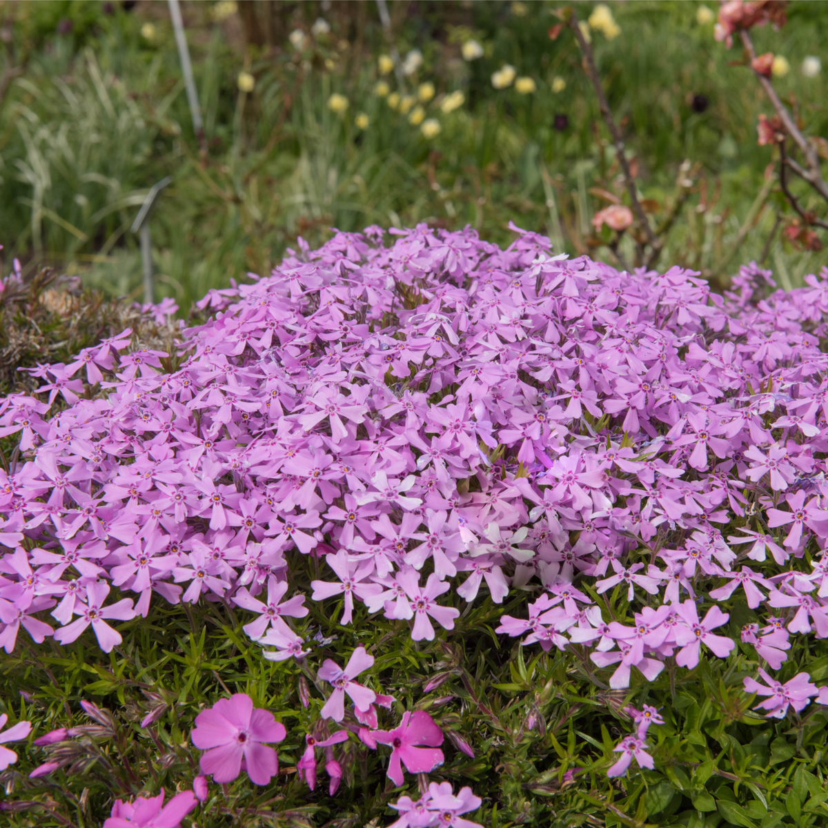 A dense cluster of bright pink Silene schafta Splendens blooms in a garden, valued as a perennial ground cover, surrounded by green foliage with blurred plants in the background.