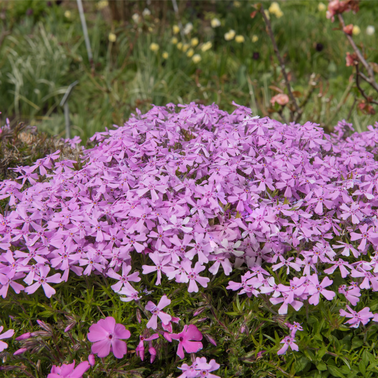 A dense cluster of bright pink Silene schafta Splendens blooms in a garden, valued as a perennial ground cover, surrounded by green foliage with blurred plants in the background.