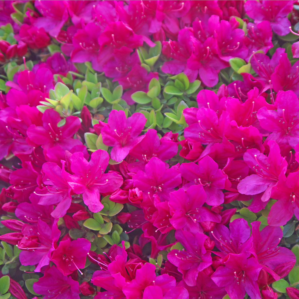 Azalea &#39;Toreador&#39; 2L features bright pink flowers in full bloom and vibrant green leaves, making this evergreen shrub perfect for stunning garden displays with its dense clusters of blossoms.