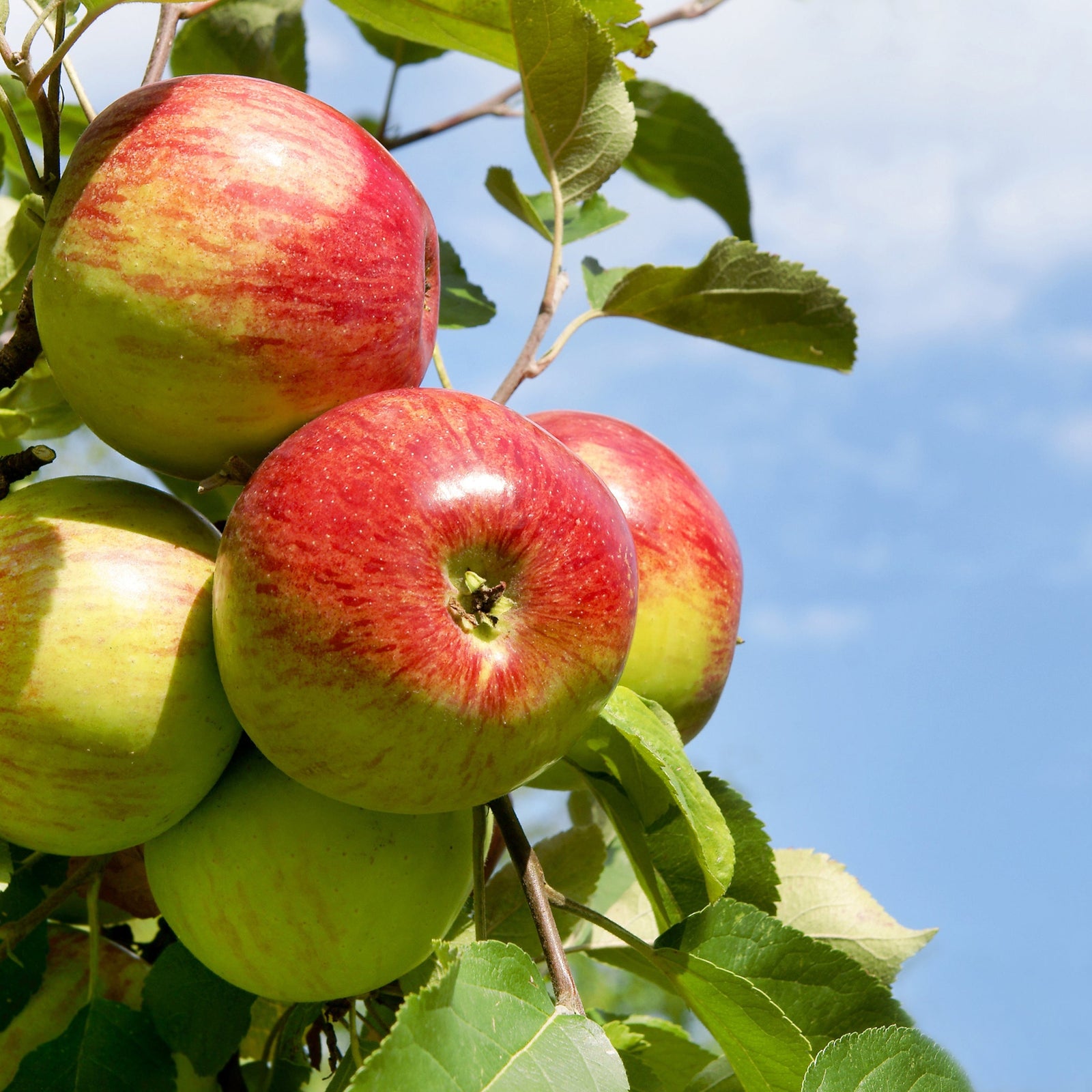 Dwarf/Patio Apple Tree 'Rode Boskoop' 1m