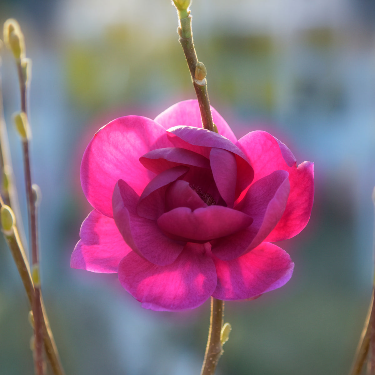 A close-up of the vibrant pink Magnolia soulangeana &#39;Black Tulip&#39; 4L in bloom on a dark tree, illuminated by soft sunlight, with slender branches and small buds against a blurred background.