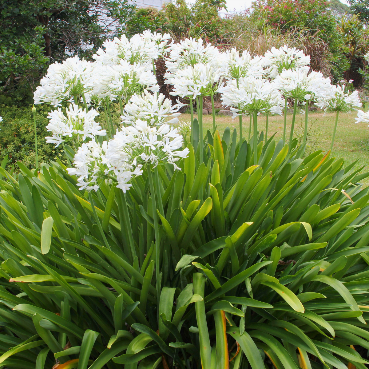 The Agapanthus &#39;Ever White&#39; 2L is a perennial plant showcasing tall clusters of white flowers, perfect for garden borders, and stands out beautifully amid grass and other greenery.