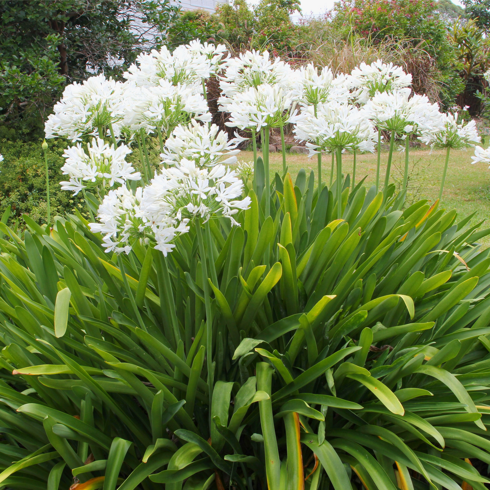 Agapanthus 'Ever White' 2L